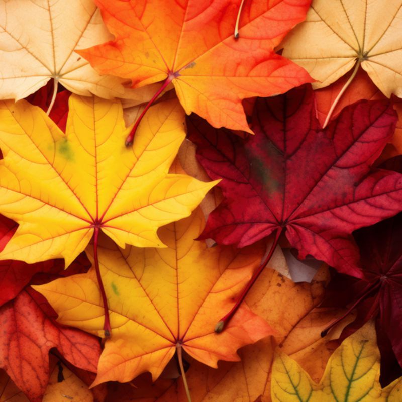 Herbst